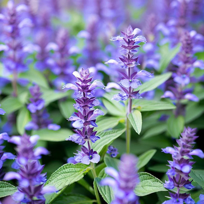 Hyssop