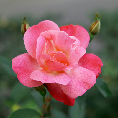 Rose Otto
