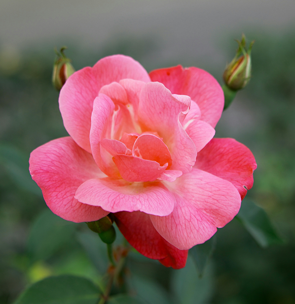 Rose Otto
