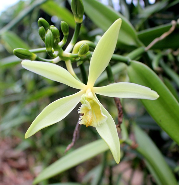 Vanilla
