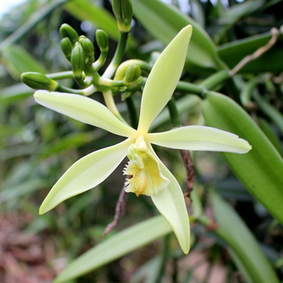 Vanilla