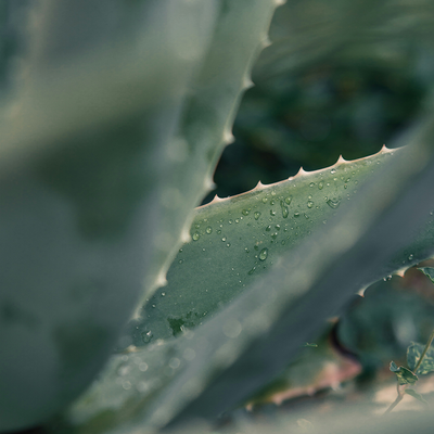 Aloe Vera
