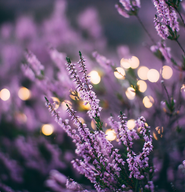 Lavender