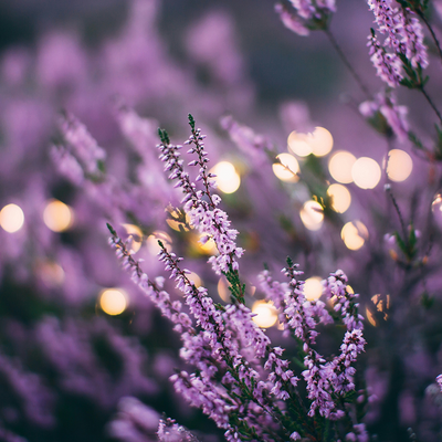 Lavender