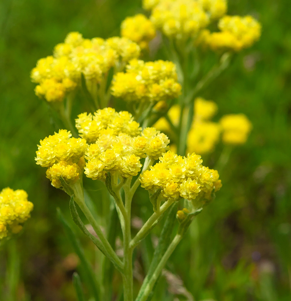 Helichrysum