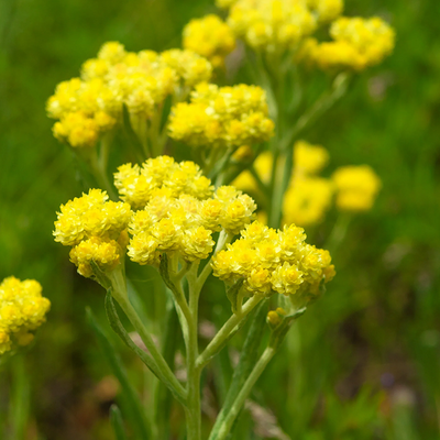 Helichrysum