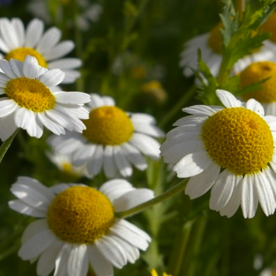 Wild Chamomile