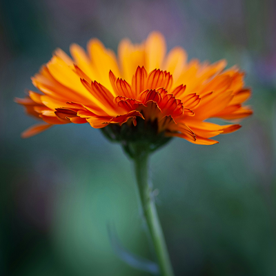Calendula