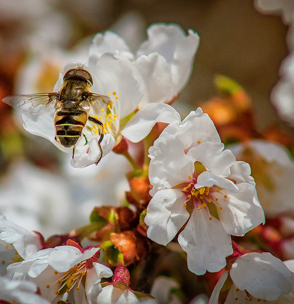 Manuka Honey