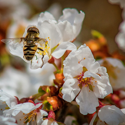 Manuka