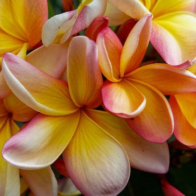 Frangipani