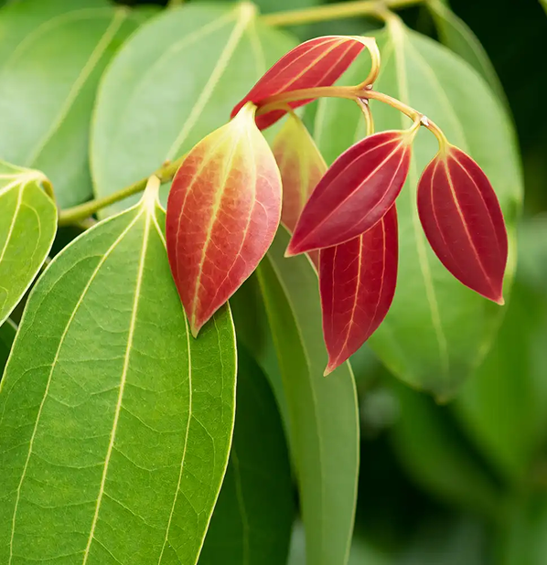 Cinnamon Leaf