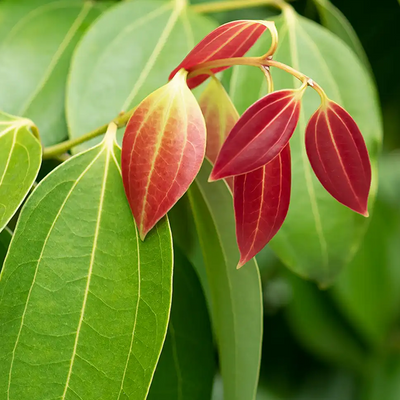 Cinnamon Leaf