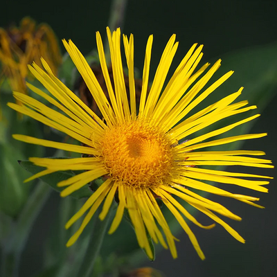 Elecampane