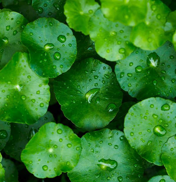 Gotu Kola