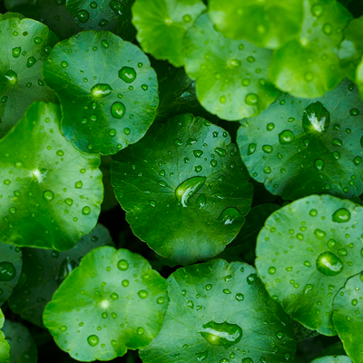 Gotu Kola