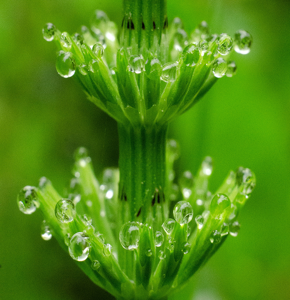 Horsetail Powder
