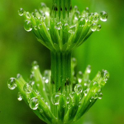 Horsetail Powder