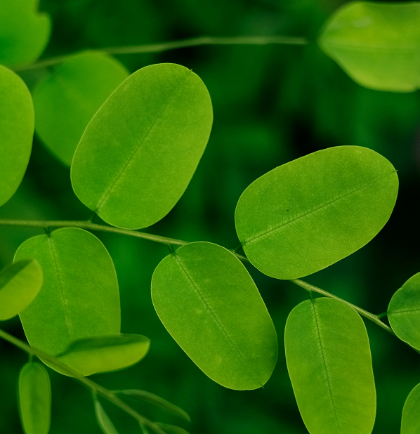 Moringa
