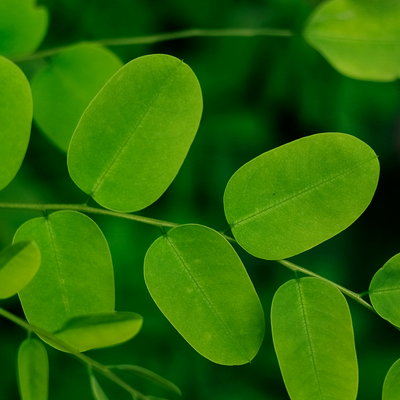 Moringa