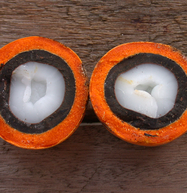 Tucuma