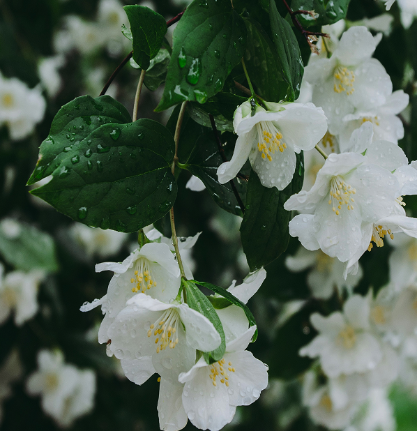Jasmine