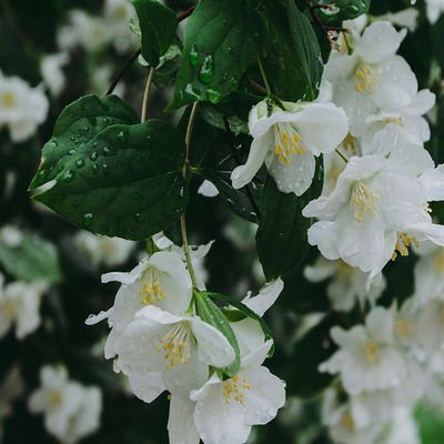 Jasmine