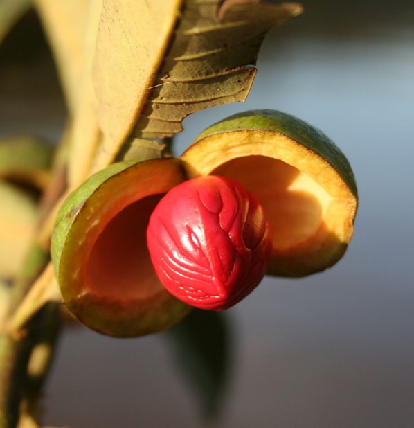 Ucuuba
