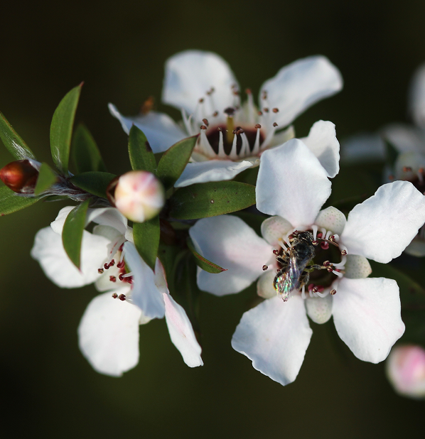 Manuka Oil