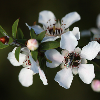 Manuka Oil