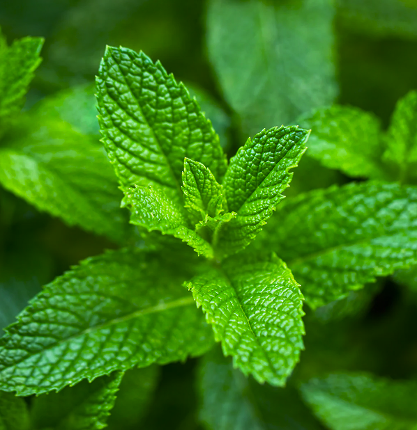 Peppermint