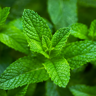 Peppermint