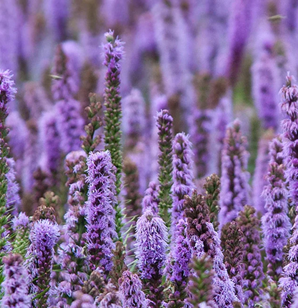 Patchouli