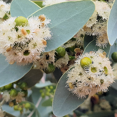 Blue Mallee Eucalyptus