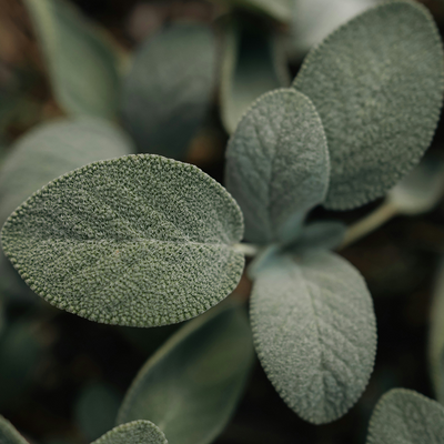 Sage