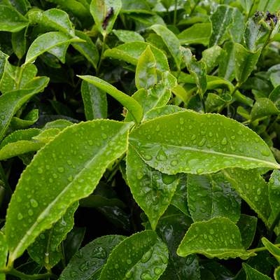 Tea Tree