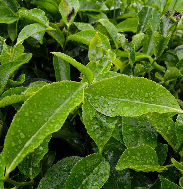 Tea Tree