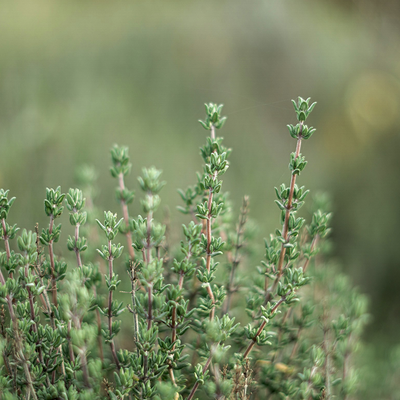 Thyme