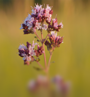 Oregano