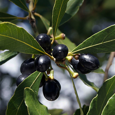 Laurel Berry
