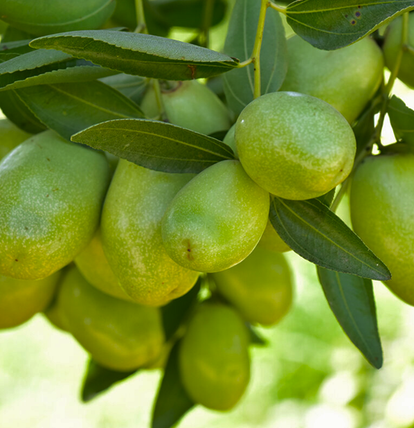 Jojoba