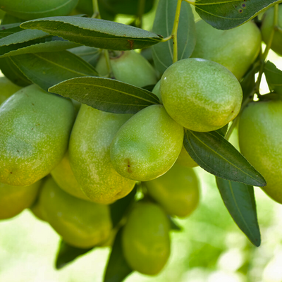Jojoba