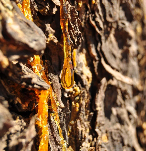 Frankincense