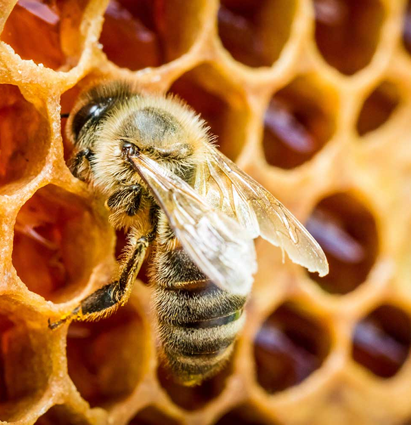 Propolis