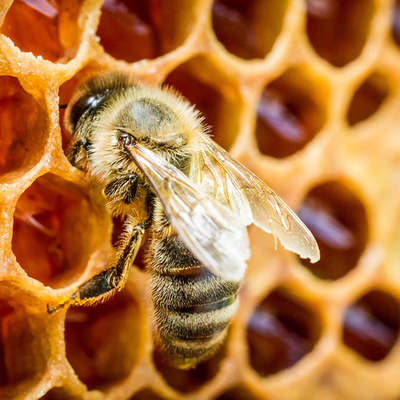 Propolis