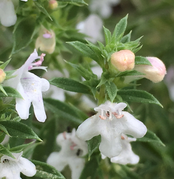Winter Savory
