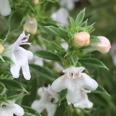Winter Savory