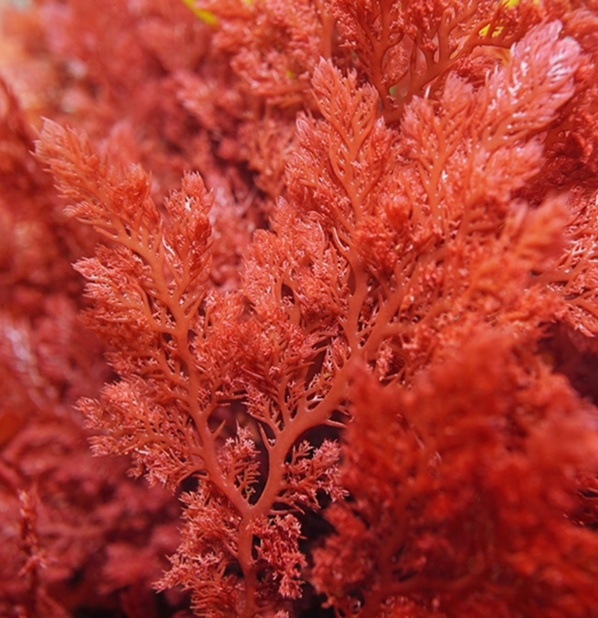 Astaxanthin