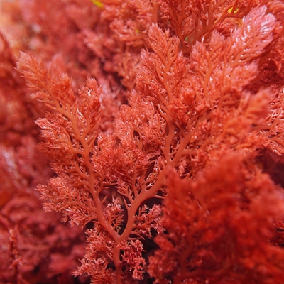 Astaxanthin