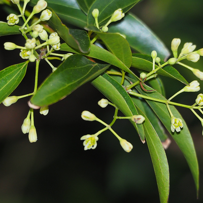 Cinnamon Cassia